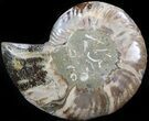Cut Ammonite Fossil (Half) - Agatized #42512-1